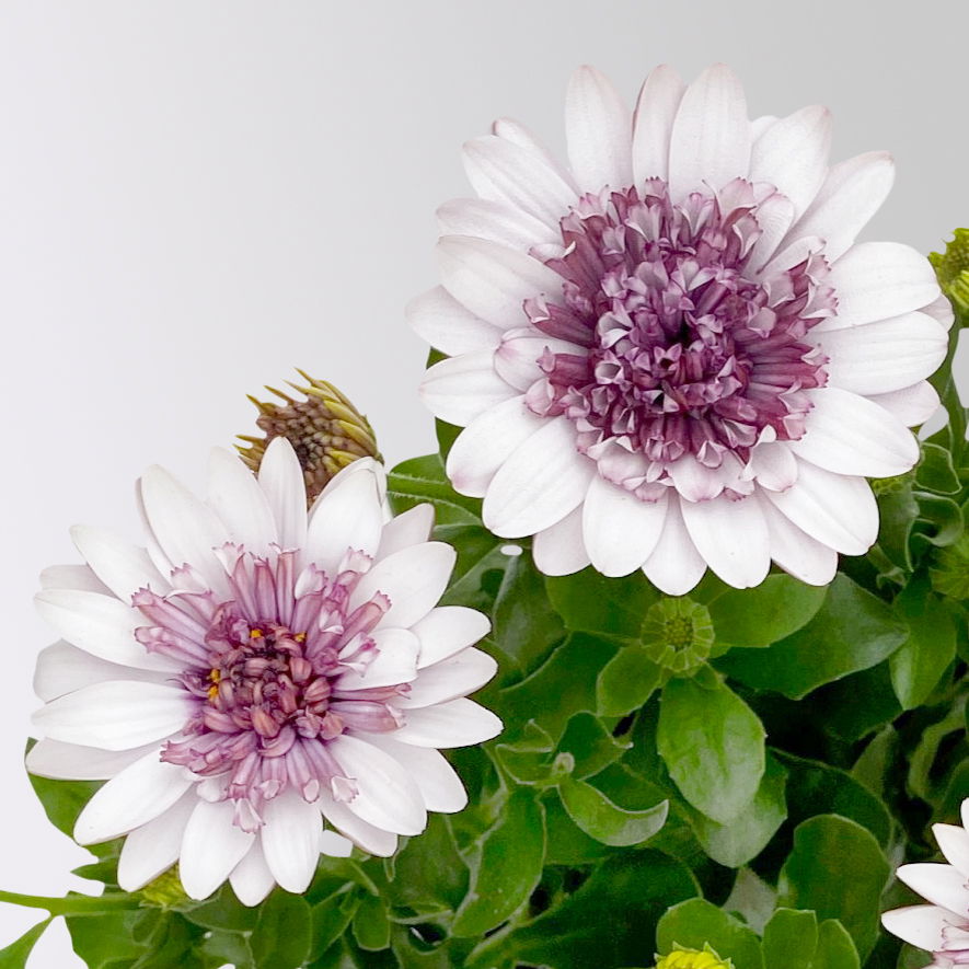 Osteospermum 'Blueberry Shake' weiß-blau, gefüllt, Topf-Ø 12 cm, 6 Pflanzen