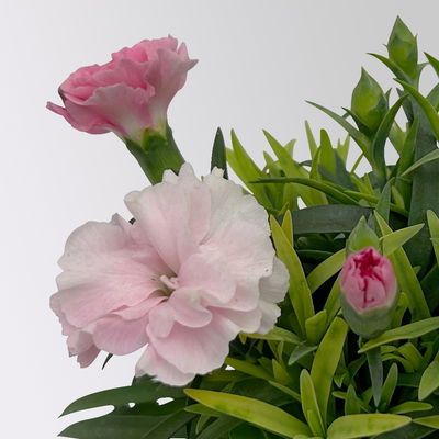 Nelke 'I Love U', Mini, pink-rosa-weiß, Topf-Ø 7 cm, 6 Pflanzen