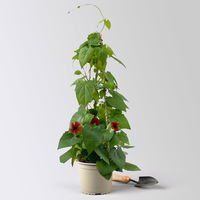 Schwarzäugige Susanne, rot, Pyramide, Topf-Ø 17 cm, Höhe ca. 60 cm, 2 Pflanzen Schwarzäugige Susanne, rot, Pyramide, Topf-Ø 17 cm, Höhe ca. 60 cm, 2 Pflanzen