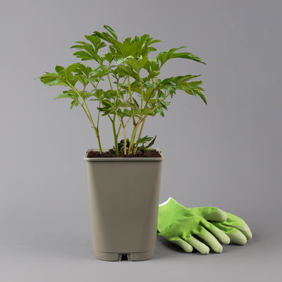 Pfingstrose 'Coral Sunset' korallrosa-hellgelb, Topf 3 Liter Pfingstrose 'Coral Sunset' korallrosa-hellgelb, Topf 3 Liter