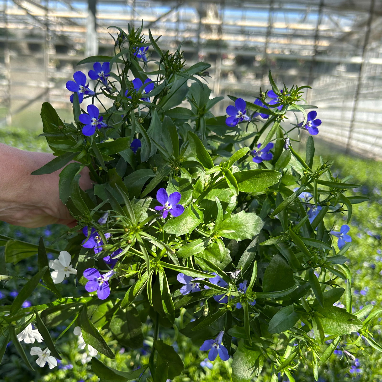 Männertreu 'mehrfarbig', hängend, blau-weiß, Topf-Ø 12 cm, 6 Pflanzen
