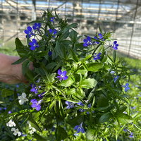 Männertreu 'mehrfarbig', hängend, blau-weiß, Topf-Ø 12 cm, 6 Pflanzen