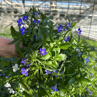 Männertreu 'mehrfarbig', hängend, blau-weiß, Topf-Ø 12 cm, 6 Pflanzen