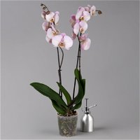 Phalaenopsis hellrosa, 2 Rispen, Topf-Ø 12 cm, Höhe ca. 65 cm