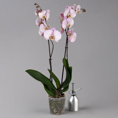 Phalaenopsis hellrosa, 2 Rispen, Topf-Ø 12 cm, Höhe ca. 65 cm Phalaenopsis hellrosa, 2 Rispen, Topf-Ø 12 cm, Höhe ca. 65 cm