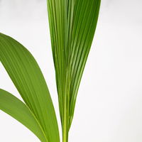 Kokospalme, Topf-Ø 19 cm, Höhe ca. 130 cm