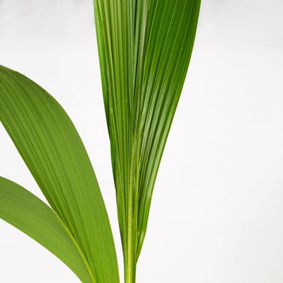 Kokospalme, Topf-Ø 19 cm, Höhe ca. 130 cm