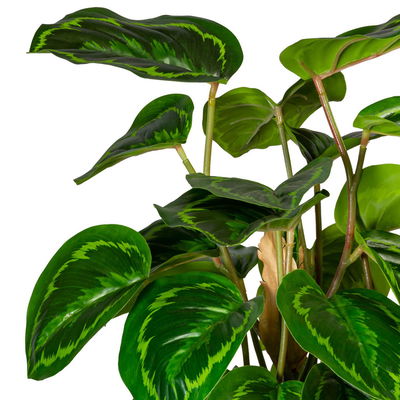 Künstliche Maranta, Höhe ca. 45 cm Künstliche Maranta, Höhe ca. 45 cm