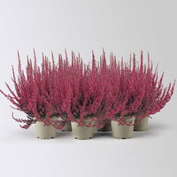Knospenheide 'Picasso', rot gefärbt, Topf-Ø 12 cm, 6 Pflanzen