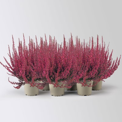 Knospenheide 'Picasso', rot gefärbt, Topf-Ø 12 cm, 6 Pflanzen Knospenheide 'Picasso', rot gefärbt, Topf-Ø 12 cm, 6 Pflanzen