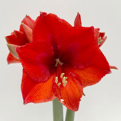 Amaryllis in Wachs, Dekor 'Supreme', Farbe zufällig, Blüte rot, 2 Pflanzen Amaryllis in Wachs, Dekor 'Supreme', Farbe zufällig, Blüte rot, 2 Pflanzen