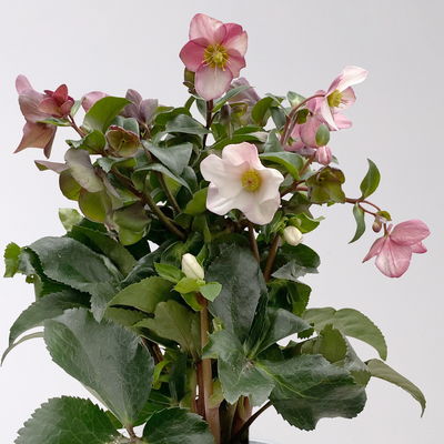 Schneerose Ice N' Rose® 'Early Rose', rosa, Topf-Ø 15 cm Schneerose Ice N' Rose® 'Early Rose', rosa, Topf-Ø 15 cm