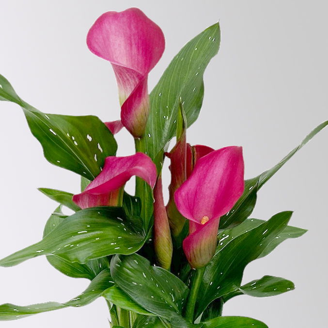 Calla rosa, Topf-Ø 11 cm, Höhe ca. 27 cm, 2er-Set