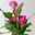 Calla rosa, Topf-Ø 11 cm, Höhe ca. 27 cm, 2er-Set