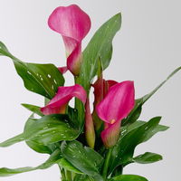 Calla rosa, Topf-Ø 11 cm, Höhe ca. 27 cm, 2er-Set