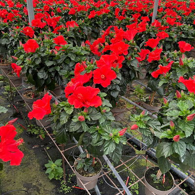 Hibiskus, rot, Stamm, Topf-Ø 17 cm, Höhe ca. 70cm