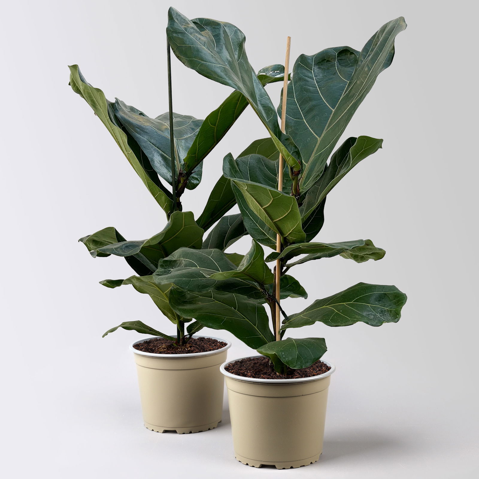 Geigenfeige, Topf-Ø 17 cm, Höhe ca. 45-65 cm, 2 Pflanzen