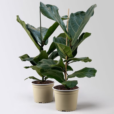 Geigenfeige, Topf-Ø 17 cm, Höhe ca. 45-65 cm, 2 Pflanzen