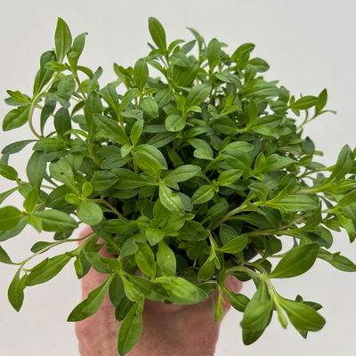 Bio Bergbohnenkraut, Topf-Ø 12cm, frisch aus unserer Bio-Gärtnerei Bio Bergbohnenkraut, Topf-Ø 12cm, frisch aus unserer Bio-Gärtnerei