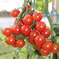 Bio Kirschtomate 'Pepe', Topf-Ø 12 cm, 3 Pflanzen