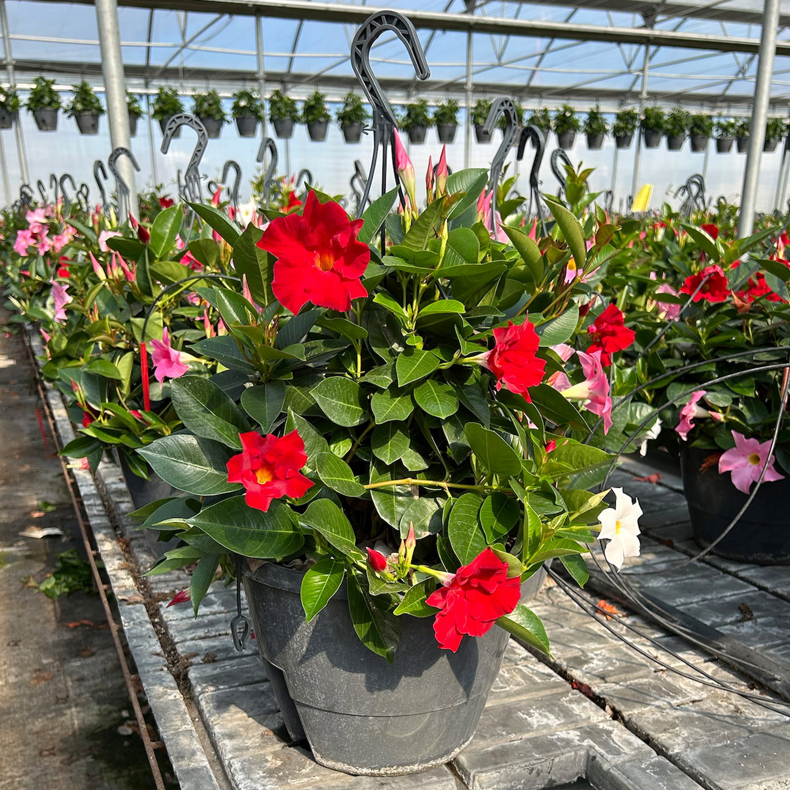 Dipladenie 'Trio', rot-rosa-weiß, Ampeltopf-Ø 25/27 cm Dipladenie 'Trio', rot-rosa-weiß, Ampeltopf-Ø 25/27 cm