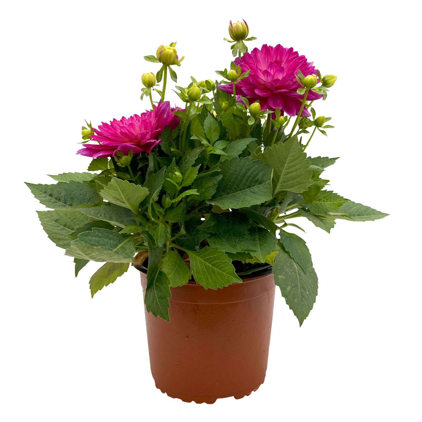 Dahlie 'Hypnotica', Farben zufällig, Topf-Ø 19 cm, 2er-Set