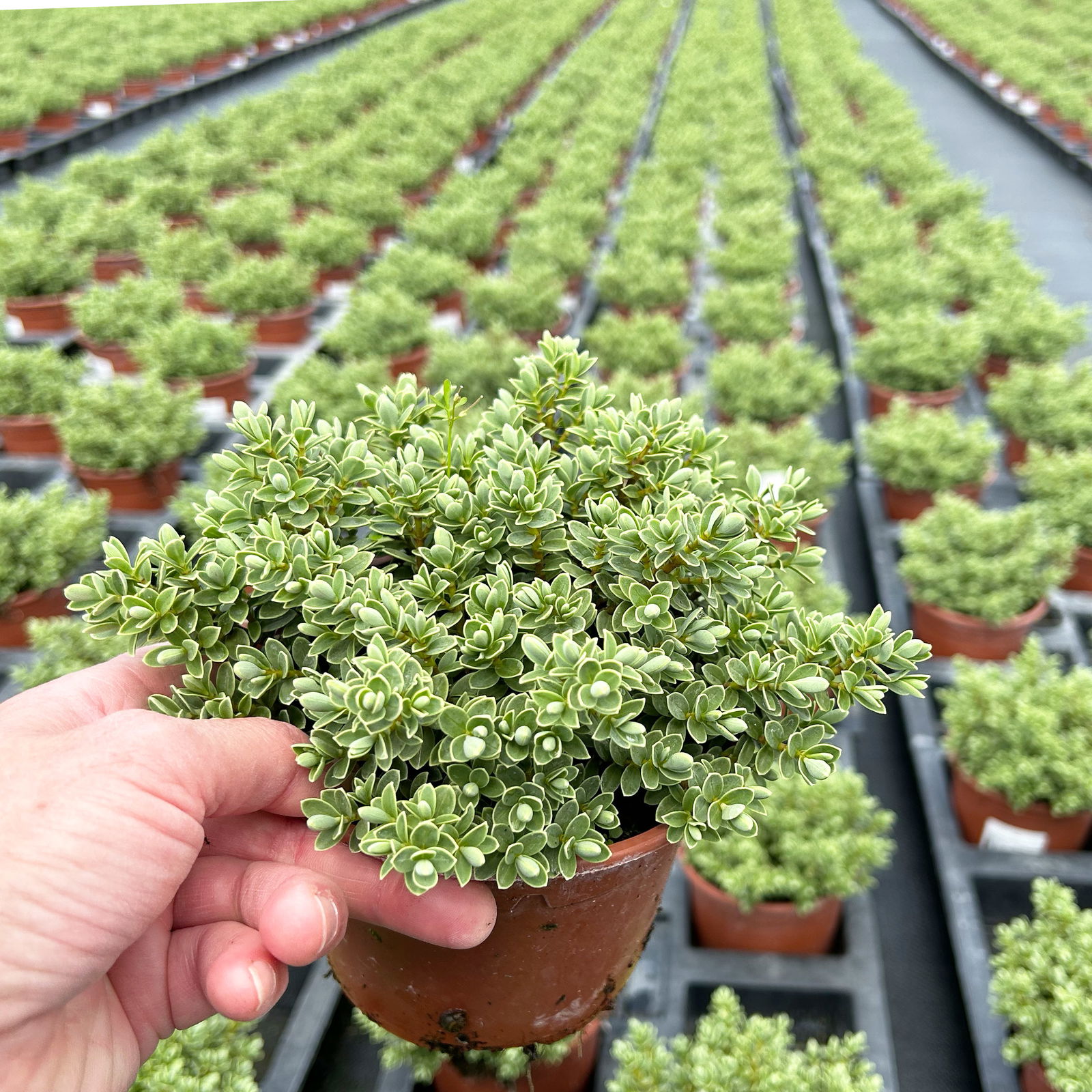 Strauchveronika 'Topiaria Silver', 3er-Set, Topf 12 cm Ø