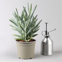 Grünpflanzenkreation 'Sukkulentenfreude', Topf-Ø 12/13 cm, 4 Pflanzen