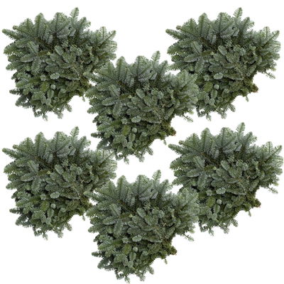 Nobilis Tannenzweige im Handbund, Länge 40 - 50 cm, ca. 500 g, 6 Bund