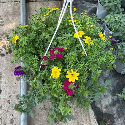 Blumenampel TrioMio™ 'Tweety Jazz', lila-blau-gelb, Ampeltopf-Ø ca. 27 cm Ø