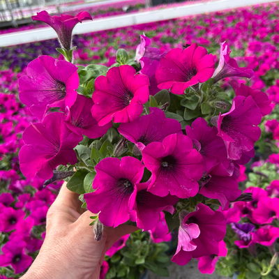 Petunie, fuchsia, hängend, Topf-Ø 13 cm, 6 Pflanzen