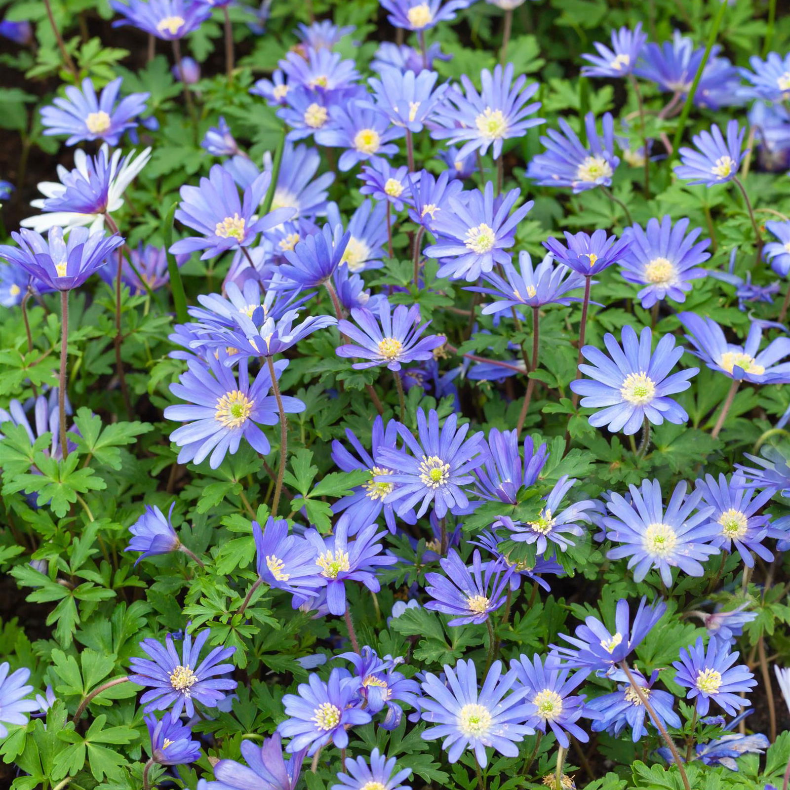 Anemone blanda 'Blue Shades', blau, Topf-Ø 9 cm, 6 Stück