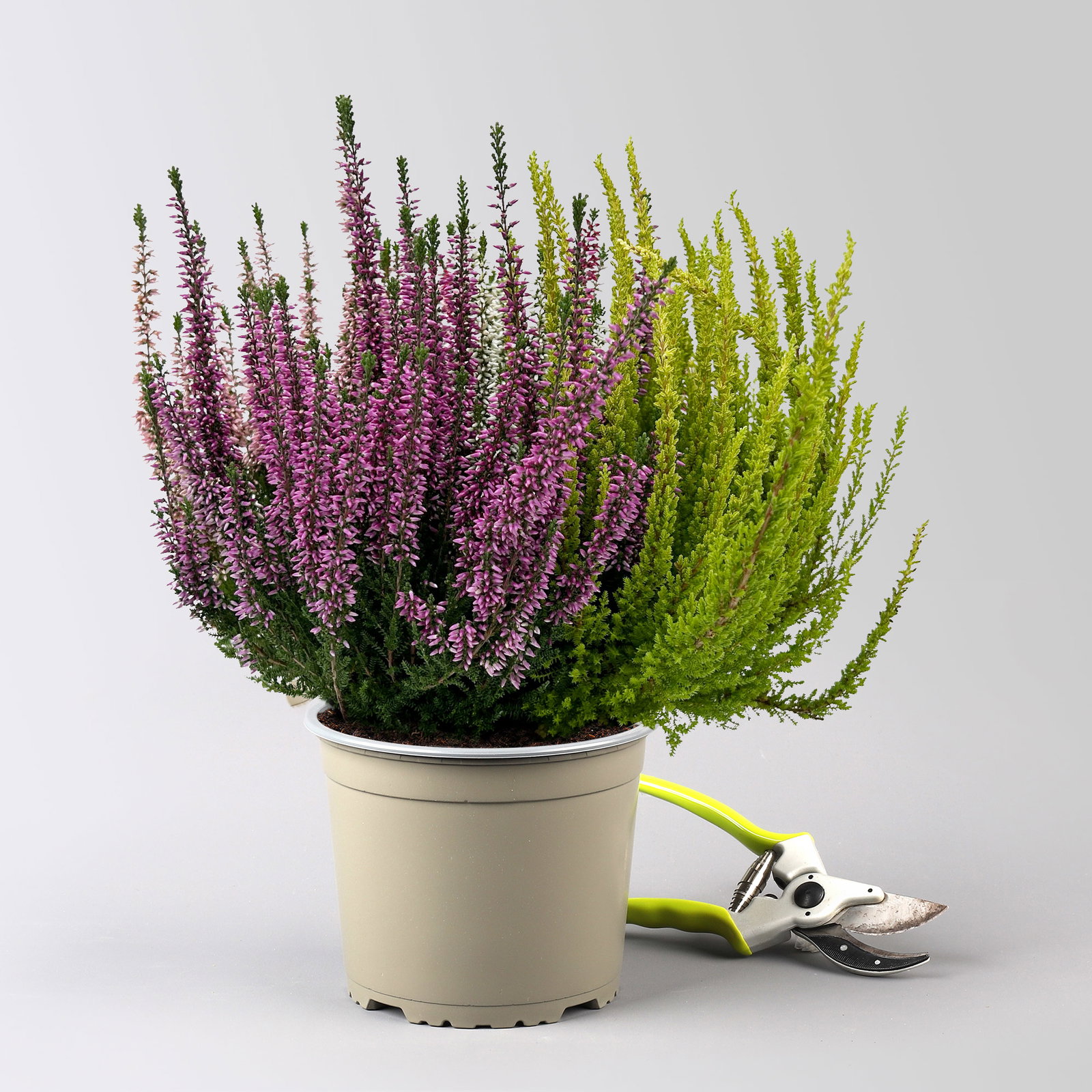 Knospenheide 'High Five®', fünffarbig, Topf-Ø 17 cm, 2 Pflanzen
