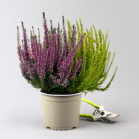 Knospenheide 'High Five®', fünffarbig, Topf-Ø 17 cm, 2 Pflanzen