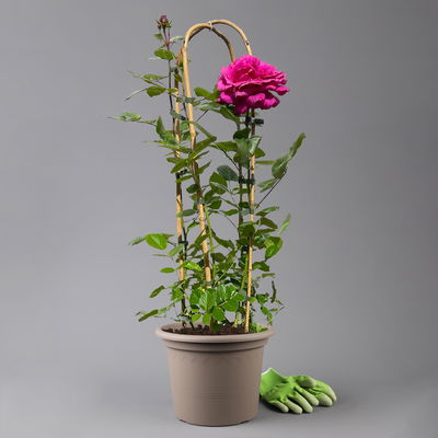 Duftende Edelrose 'Bellevue'®, purpur-rot, Doppelbogen, Topf 7,5 Liter Duftende Edelrose 'Bellevue'®, purpur-rot, Doppelbogen, Topf 7,5 Liter