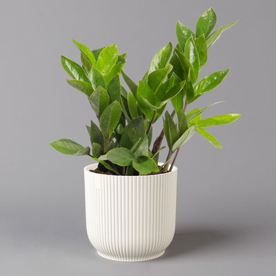 Glücksfeder in Übertopf Vibes weiß, Topf-Ø 12 cm, Höhe ca. 40 cm