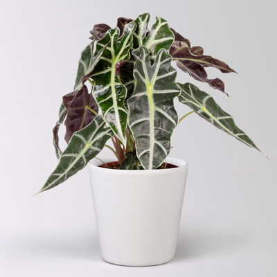 Alocasia 'Polly', in Keramiktopf Dallas, Topf-Ø 17 cm, Höhe ca. 45 cm