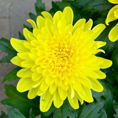 Chrysantheme 'Chrysanne® Zembla', gelb, großblumig, Topf-Ø 17 cm, 2 Pflanzen Chrysantheme 'Chrysanne® Zembla', gelb, großblumig, Topf-Ø 17 cm, 2 Pflanzen