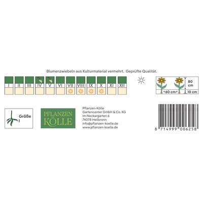 Kölles Beste Blumenknolle, Dekorative Dahlie 'Luca Johanna'