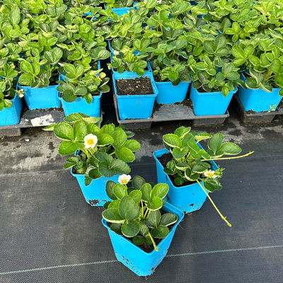 Bio Erdbeere Hummi® 'Süße Brumme', Topf 11x11 cm, 3 Pflanzen Bio Erdbeere Hummi® 'Süße Brumme', Topf 11x11 cm, 3 Pflanzen