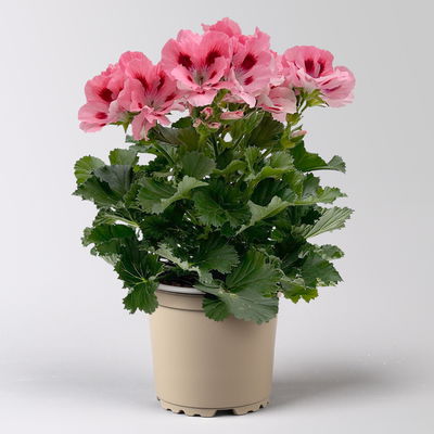 Edelgeranie Bella Donna® 'Don Flamingo®', rosa-rot, Topf-Ø 12 cm, 6 Pflanzen Edelgeranie Bella Donna® 'Don Flamingo®', rosa-rot, Topf-Ø 12 cm, 6 Pflanzen