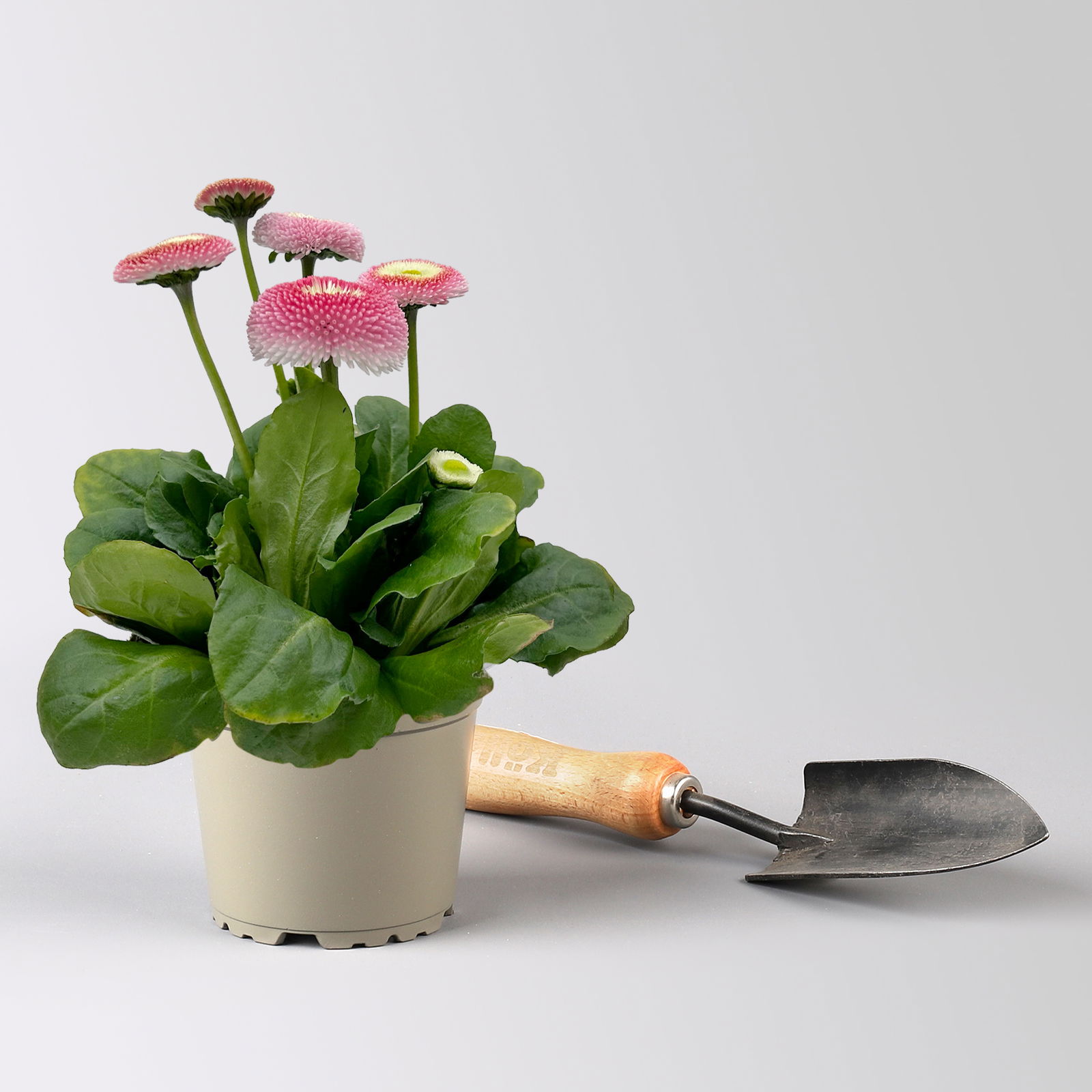 Pflanzenkreation Gartenromantik, 9 Pflanzen inkl. Erde und Dünger Pflanzenkreation Gartenromantik, 9 Pflanzen inkl. Erde und Dünger