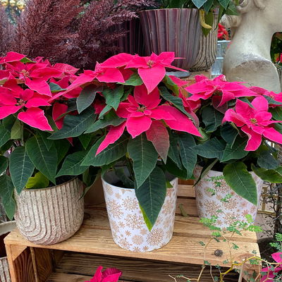 Bio Herbsttern, Euphorbia 'Princettia®', dunkelrosa, Topf-Ø 12 cm, 3 Pflanzen