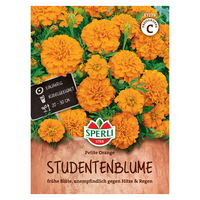 Sperli Studentenblumesamen 'Tagetes patula', orange