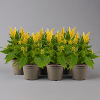 Celosia 'Kelos Fire Yellow' gelb, Topf-Ø 12 cm, 6 Stück