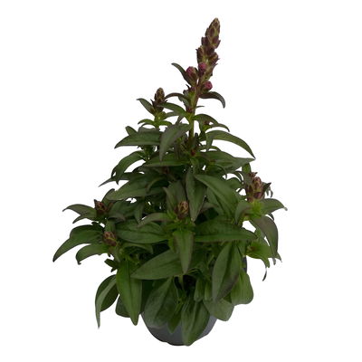 Löwenmäulchen rot, Topf 12 cm Ø, 6 Stück