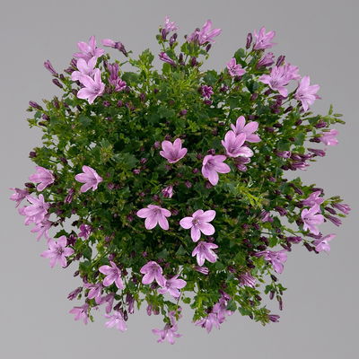 Glockenblume 'Ambella® Pink' rosa, Topf-Ø 15 cm, 3er-Set Glockenblume 'Ambella® Pink' rosa, Topf-Ø 15 cm, 3er-Set