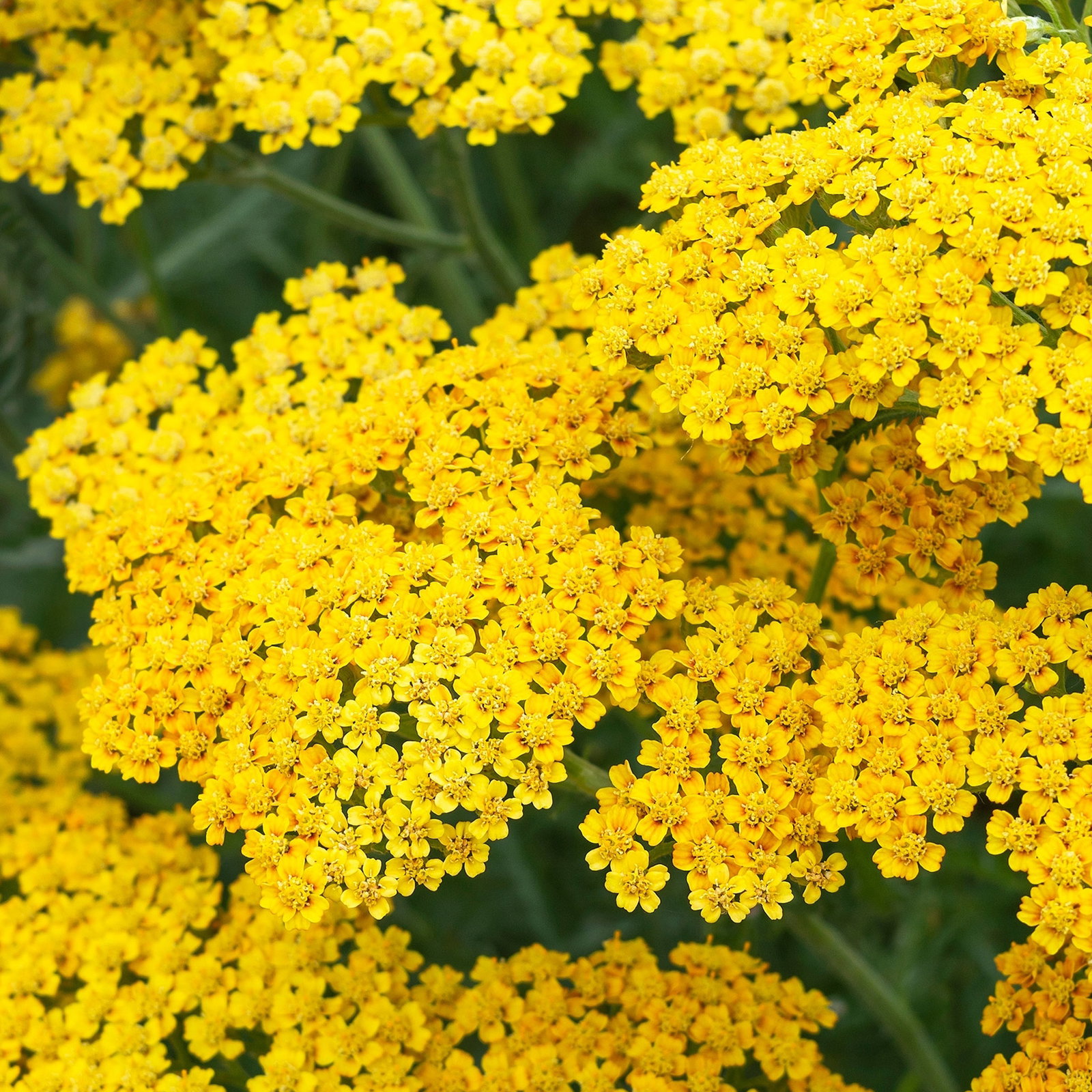 Schafgarbe, gelb, Höhe ca. 60 cm, Topf 3 Liter