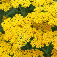 Schafgarbe, gelb, Höhe ca. 60 cm, Topf 3 Liter