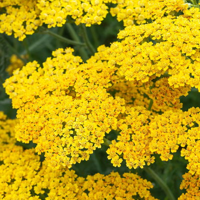 Schafgarbe, gelb, Höhe ca. 60 cm, Topf 3 Liter